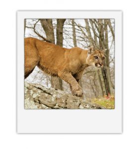 Mountain Lions in Kansas Image
